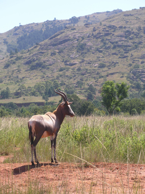 NY SPP - Mlilwane Blesbok