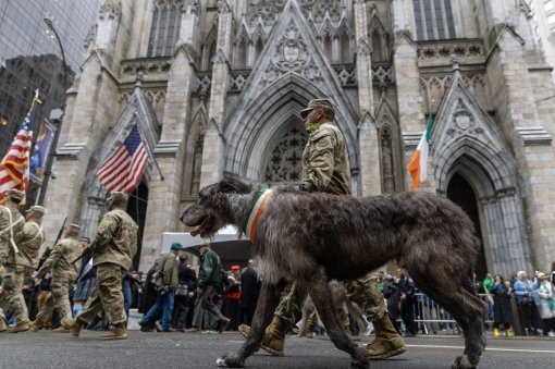 NEW YORK-- Soldiers from the New York Army National Guard's 1st Battalion, 69th Infantry Regiment march past St. Patrick's Cathedral, accompanied by one of their Irish Wolfhound mascots, on St. Patrick's Day, March 17, 2025 as they lead the New York City St. Patrick's Day Parade. The regiment has led the parade since 1851. Only a small group of Soldiers marched this year since the battalion was deployed to provide security in New York's prisons during a correction officer strike.