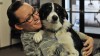 Air Guard Therapy Dog