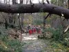 Engineers Clearing Roads